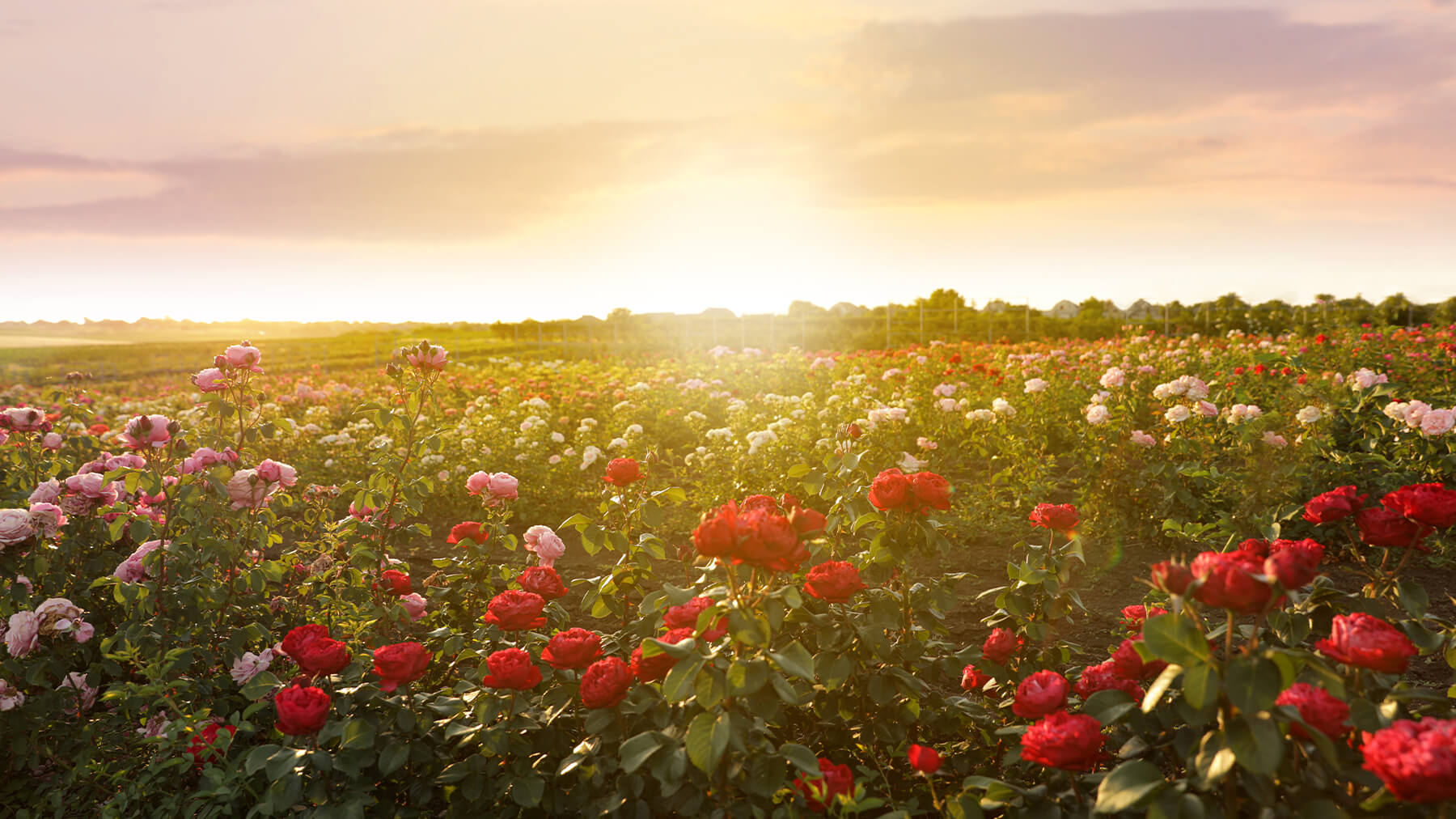 Rose Highlight: – Botanisches Scents CRANBOURN®