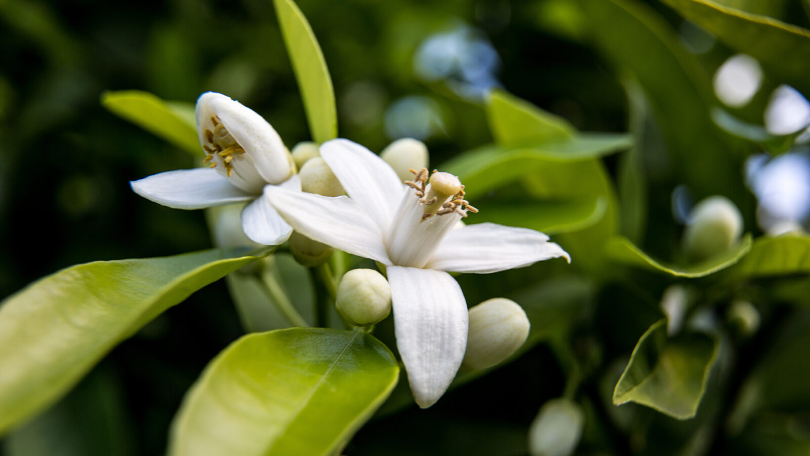 CRANBOURN® Scents   Botanical Spotlight: Neroli