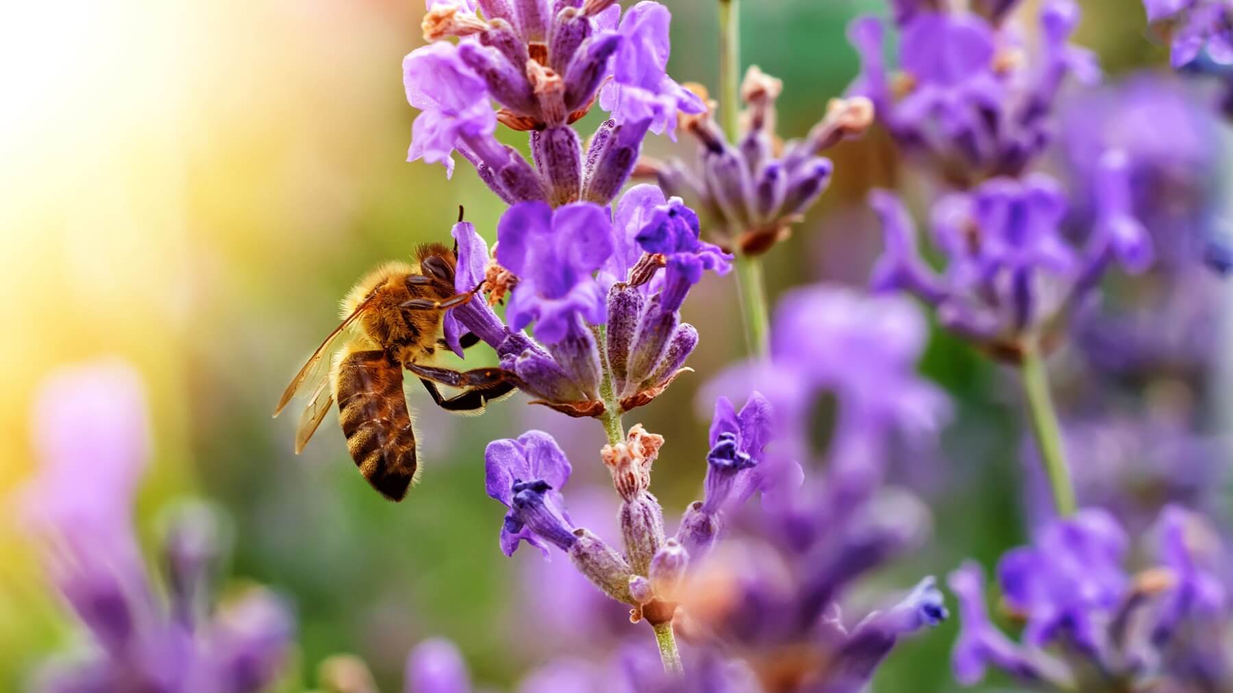 Cera de abeja: conoce sus beneficios, Blog, SPN
